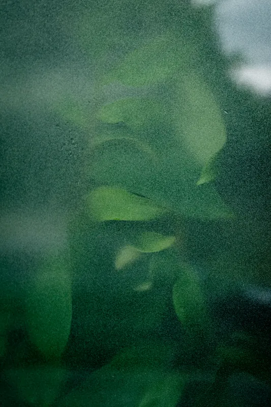 Houseplant, fogged glass, London. 2024.